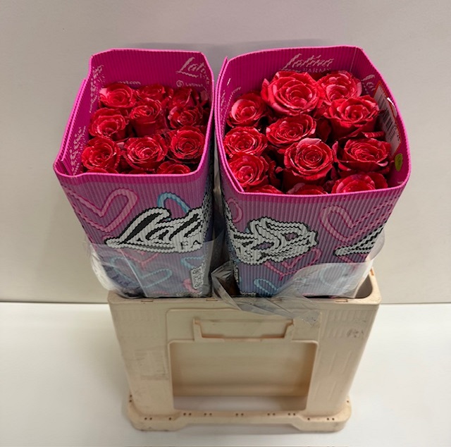 Rosa ec wild cat LT.jpg